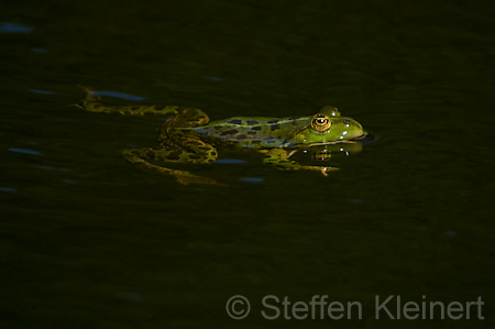 Teichfrosch (Rana kl. esculenta)  - 04